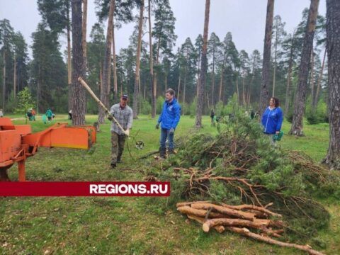 Более двухсот человек навели порядок в Парковском лесу Новости Орехово-Зуево 