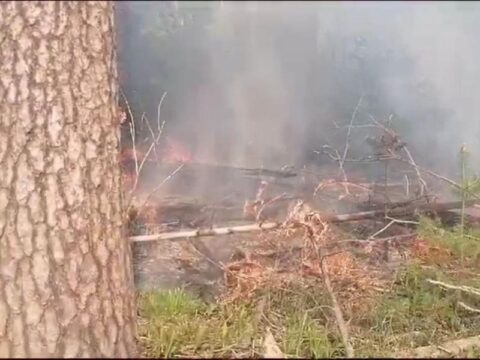 Пять часов борьбы с огнем: как ликвидировали лесной пожар в Орехово-Зуевском округе Новости Орехово-Зуево 