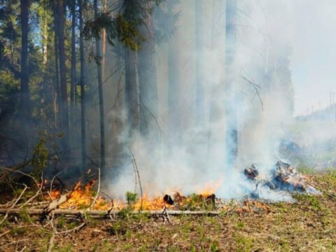Поселок Пригородный спасли от лесного пожара Новости Орехово-Зуево 